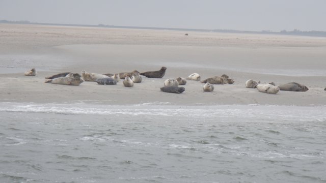 HWK Texel 2015 069.jpg